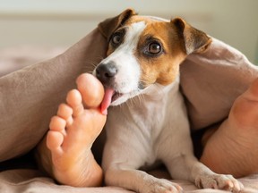 A Jack Russell terrier