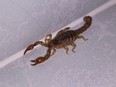 Brown scorpion inside a house.