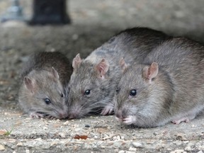 Rats are buzzing throughout the New Orleans Police Department to get high off the weed being held there, authorities say.