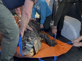In this photo provided by the New York Department of Environmental Conservation, DEC officers secure an 11-foot (3.4-meter) alligator for transport after it was seized from a home where it was being kept illegally in Hamburg, N.Y., on Wednesday, March 13, 2024.