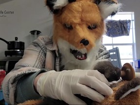 In this image taken from a video provided by the Richmond Wildlife Center, executive director and founder Melissa Stanley wears a fox mask as she feeds an orphaned red fox kit, March 10, 2024.