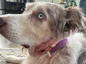 Joey, an Australian Shepherd, underwent surgery after two pit bulls attacked in February, missing his jugular by millimetres.
