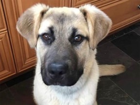 A dog found dead in an Edmonton park Dec. 26, 2022. The dog was around three years old when it was found — a photo of the animal as a puppy was obtained after investigators accessed its microchip. Charges in the case were stayed ahead of trial in 2024.