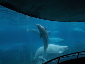 Beluga whales swim in a tank at the Marineland amusement park in Niagara Falls, Ont., June 9, 2023. Ontario says two more beluga whales have died at Marineland.