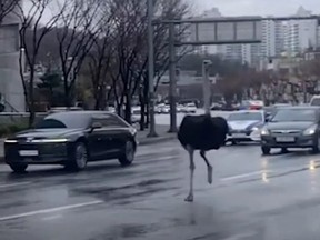 Tadori the ostrich roams the streets of Seongnam, South Korea.