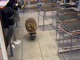 A screengrab from video posted to TikTok of a raccoon in a Scarborough McDonald's.