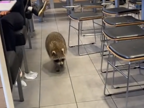 A screengrab from video posted to TikTok of a raccoon in a Scarborough McDonald's.