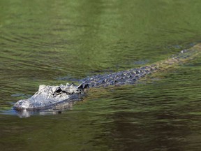 In this May 17, 2021 file photo, an alligator looks on during a practice round prior to the 2021 PGA Championship at Kiawah Island Resort's Ocean Course in Kiawah Island, S.C.