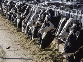 Dairy cattle feed at a farm on March 31, 2017, near Vado, N.M. The U.S. Department of Agriculture said Monday, March 25, 2024, that milk from dairy cows in Texas and Kansas has tested positive for bird flu.
