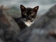 A stray cats wonder in the historic district of Old San Juan fortress in Puerto Rico on April 3, 2024.