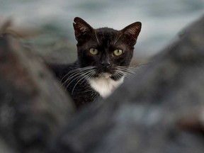 A stray cats wonder in the historic district of Old San Juan fortress in Puerto Rico on April 3, 2024.