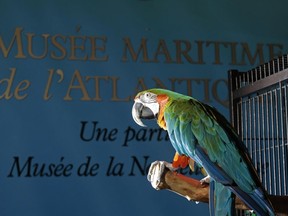 Merlin the macaw is seen at the Maritime Museum of the Atlantic in Halifax in a 2014 handout photo. A macaw in Nova Scotia that has been showing signs of depression is now heading to Ontario for a possible change in scenery and to make new friends.