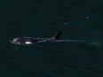 A two-year-old female orca calf is seen swimming in the Little Espinosa Inlet near Zeballos, B.C., Friday, April 19, 2024.
