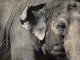 The Senate legal affairs committee has rejected a motion calling for it to take a $50,000 field trip to the African Lion Safari in southern Ontario to see the zoo's elephant exhibit, as it studies a government bill that would prohibit new captivity and breeding of elephants and great apes without a license that shows it is for conservation, science or the animal's welfare. Lucy the elephant at the Edmonton Valley Zoo, in Edmonton on Tuesday March 21, 2023.