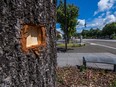 A hole in the bark on a tree, carved by Slovak crime scene investigators following the shooting, is seen at the main square in Handlova, Slovakia, on May 18, 2024, where Slovakian Prime Minister Robert Fico had been shot "multiple times" on May 15.