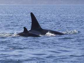 A mother and calf orca swim in tight formation