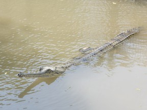 A crocodile from India gliding atop the water