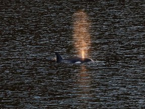 A two-year-old female orca calf is spotted at the Little Espinosa Inlet near Zeballos, B.C., Friday, April 19, 2024.