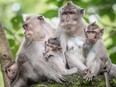 Macaque monkeys are seen at Ubud Monkey Forest Sanctuary in Ubud, Bali, Indonesia.