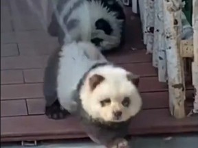 Screenshot of two Chow Chows dyed to look like panda bears at Chinese zoo.