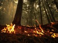 A hot spot from the Lower East Adams Lake wildfire burns in Scotch Creek, B.C., on Sunday, Aug. 20, 2023.