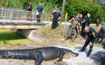 A gator is pulled from a canal in Florida after it fatally attacked a homeless woman.