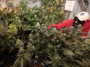A person examines flowering cannabis plants in a Health Canada approved, personal medical cannabis grow room, in Winnipeg on Tuesday, June 4, 2024. Manitobans can now legally grow up to four cannabis plants.