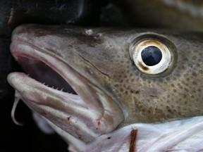 The union representing inshore fish harvesters in Newfoundland and Labrador is calling on the federal government to go back on its decision last week to reopen the commercial Northern cod fishery for the first time in more than 30 years.A cod is seen on a trawler off the coast of Hampton Beach, N.H., in a file photo.