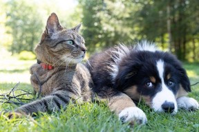 A cat and a dog outdoors.