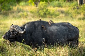 Birds happily perch on a buffalo.