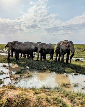 A herd of elephants drinking water in the marshlands of Amboseli National Park.