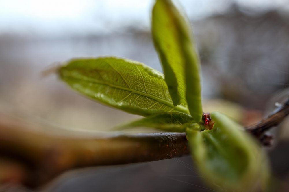 Bright new green leaves unfurl in the spring sunshine.