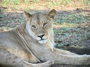 A female lion watches as we pass by.
