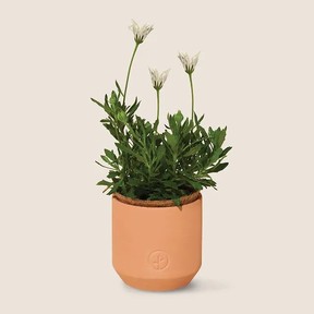 Thank You Daisies Grow Kit