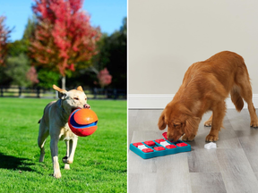 best dog toys