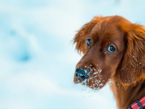 That face! Many pet owners report feeling guilty when their dog is having a bad day.