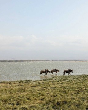 Wildebeest roam in Amboseli National Park.