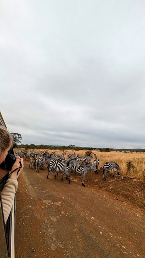 A zeal of zebras pass our safari vehicle.