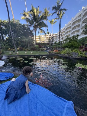Daily feeding of the koi fish at the Fairmont Kea Lani.