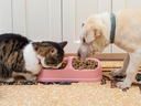 Best Canadian pet food brands.