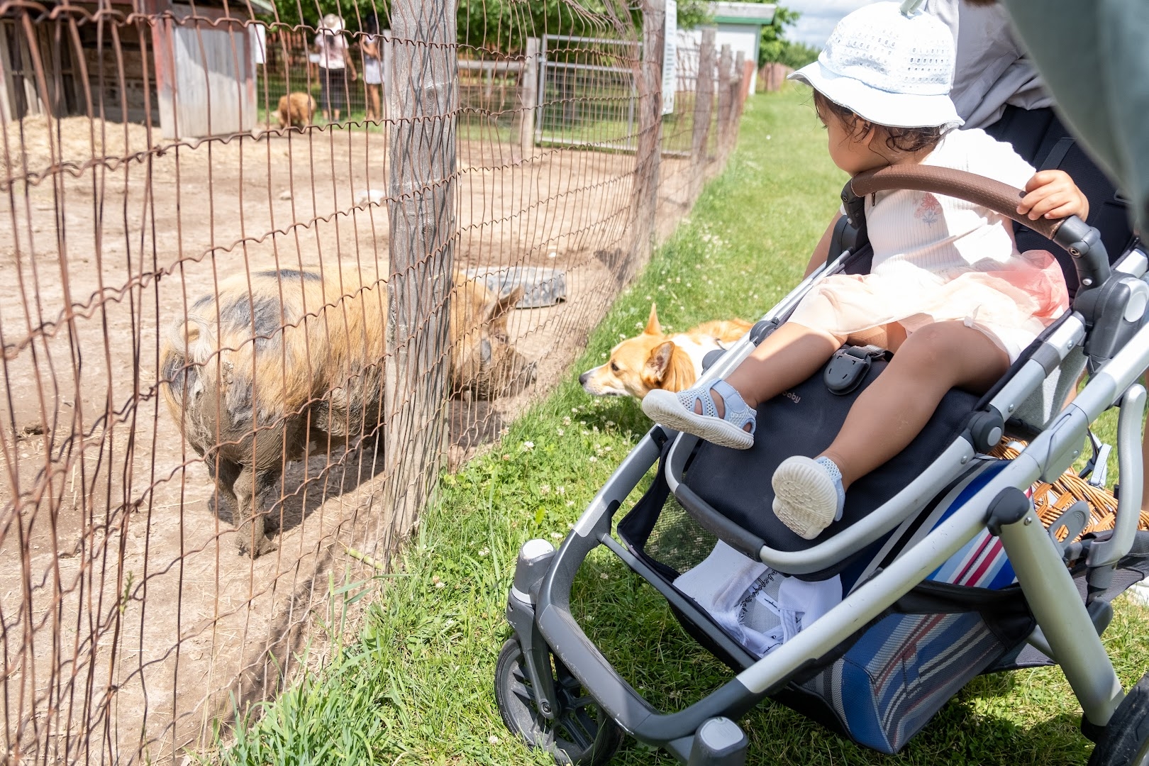  Petting zoo at Andrews Farm Market and Winery.