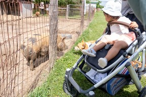 Petting zoo at Andrews Farm Market and Winery