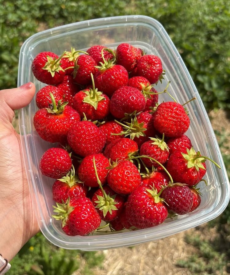  Fresh strawberries from Andrews Farm Market and Winery.