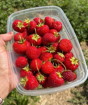 Fresh strawberries from Andrews Farm Market and Winery