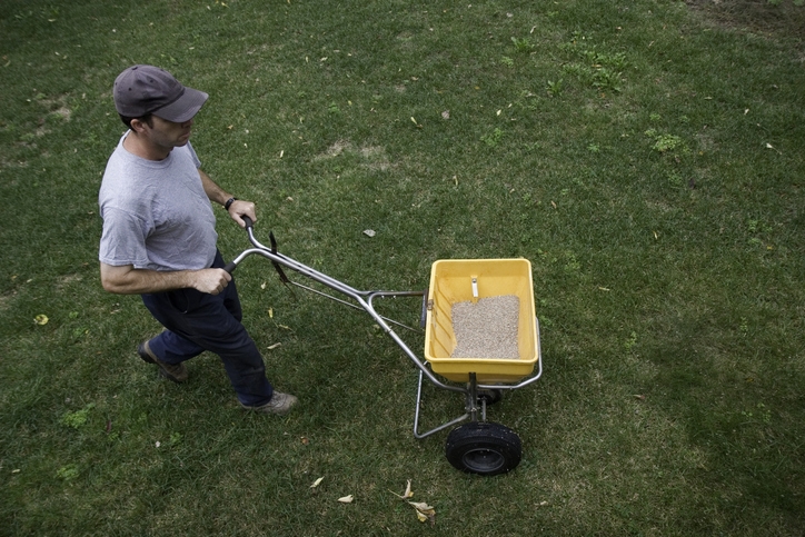  Seed and fertilize after dethatching your lawn.