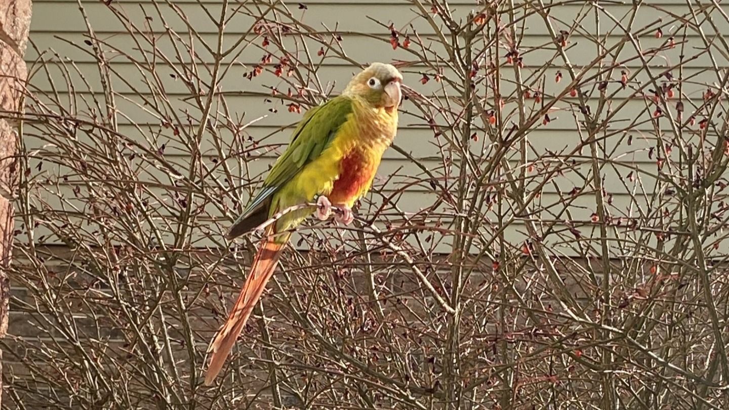 The Tiny Dancer: Marty