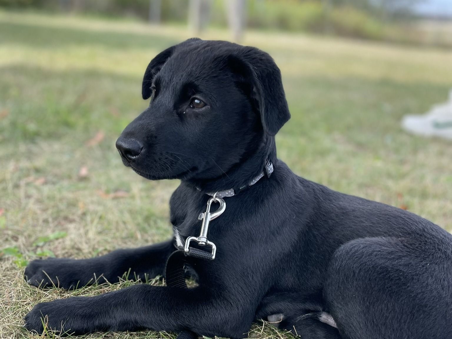 “Chaos with a tongue”: Rex