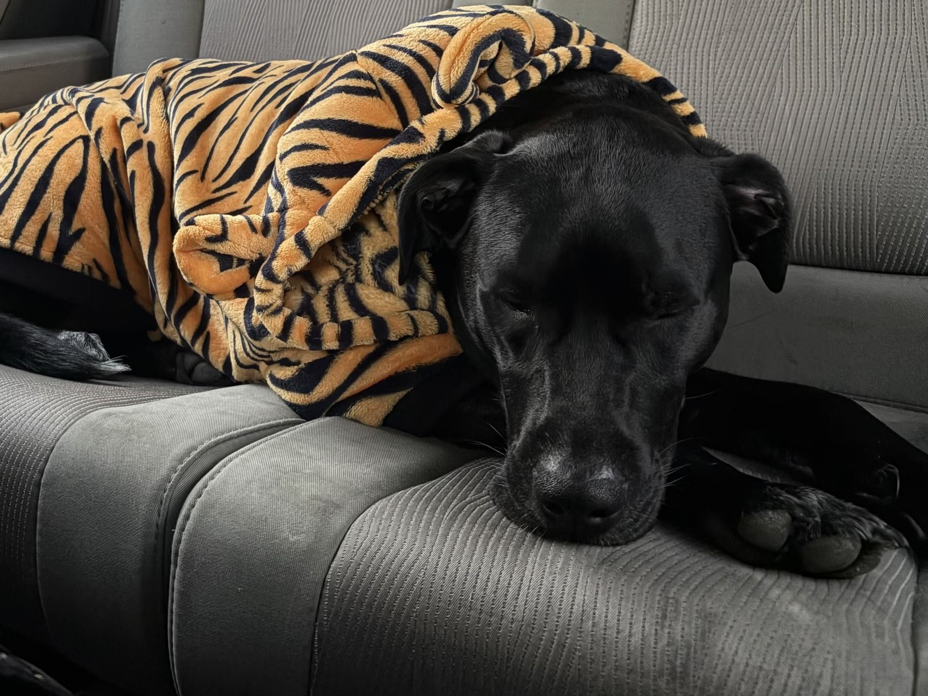 The Blanket Baroness: Rosie