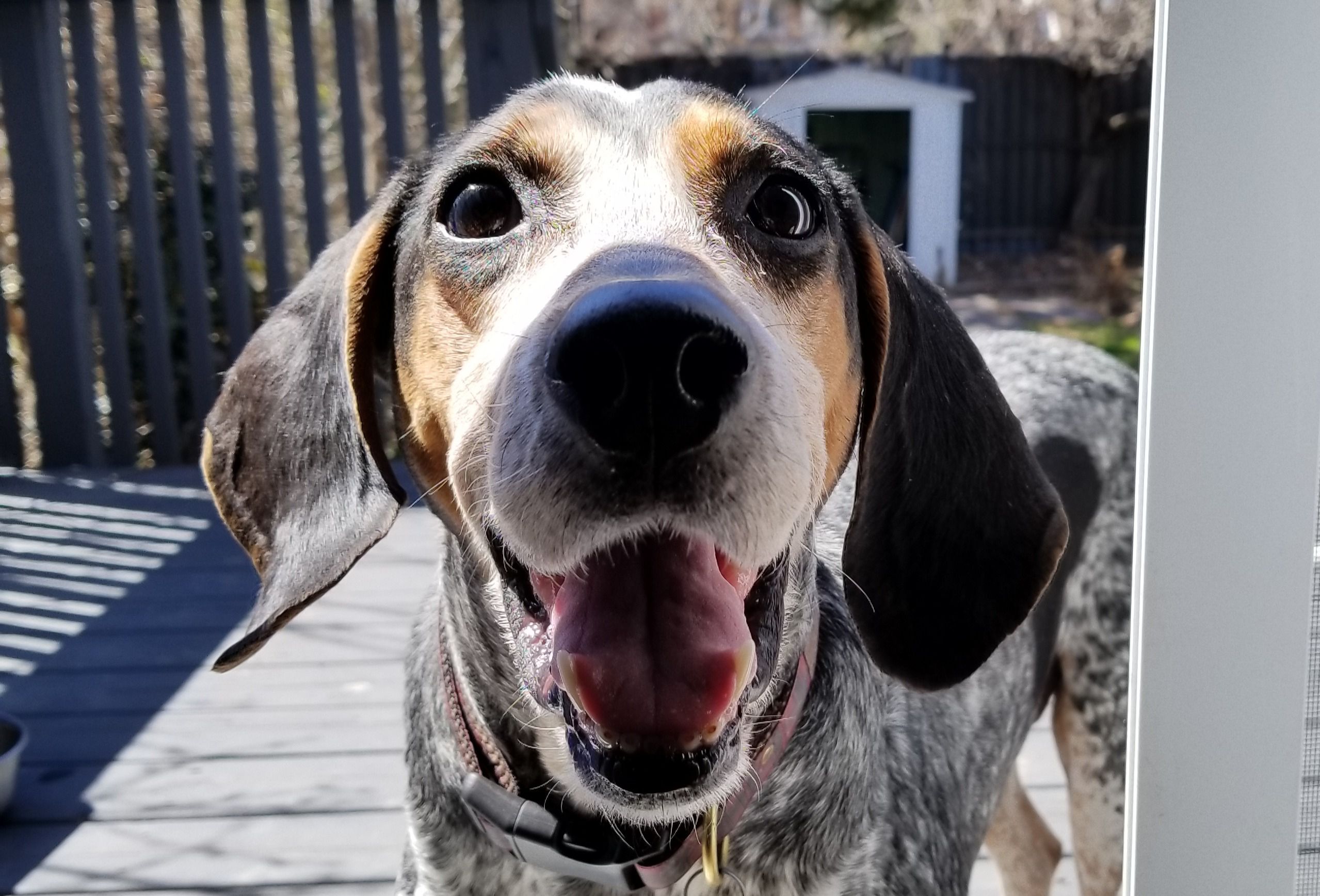 The gentle-hearted hound: Daisy Mae Miller
