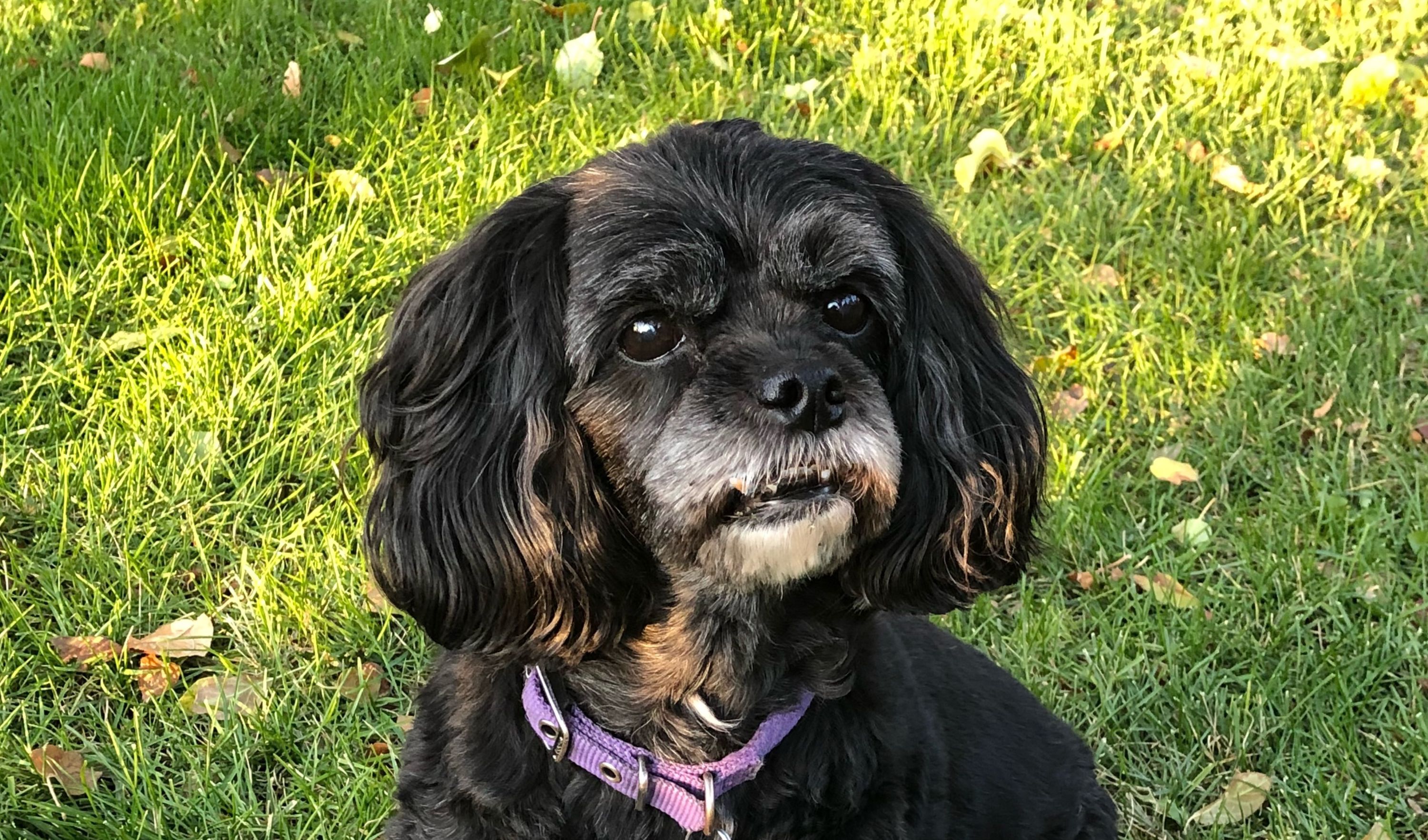 The snaggle-toothed sweetheart: Ravin Indzeoski